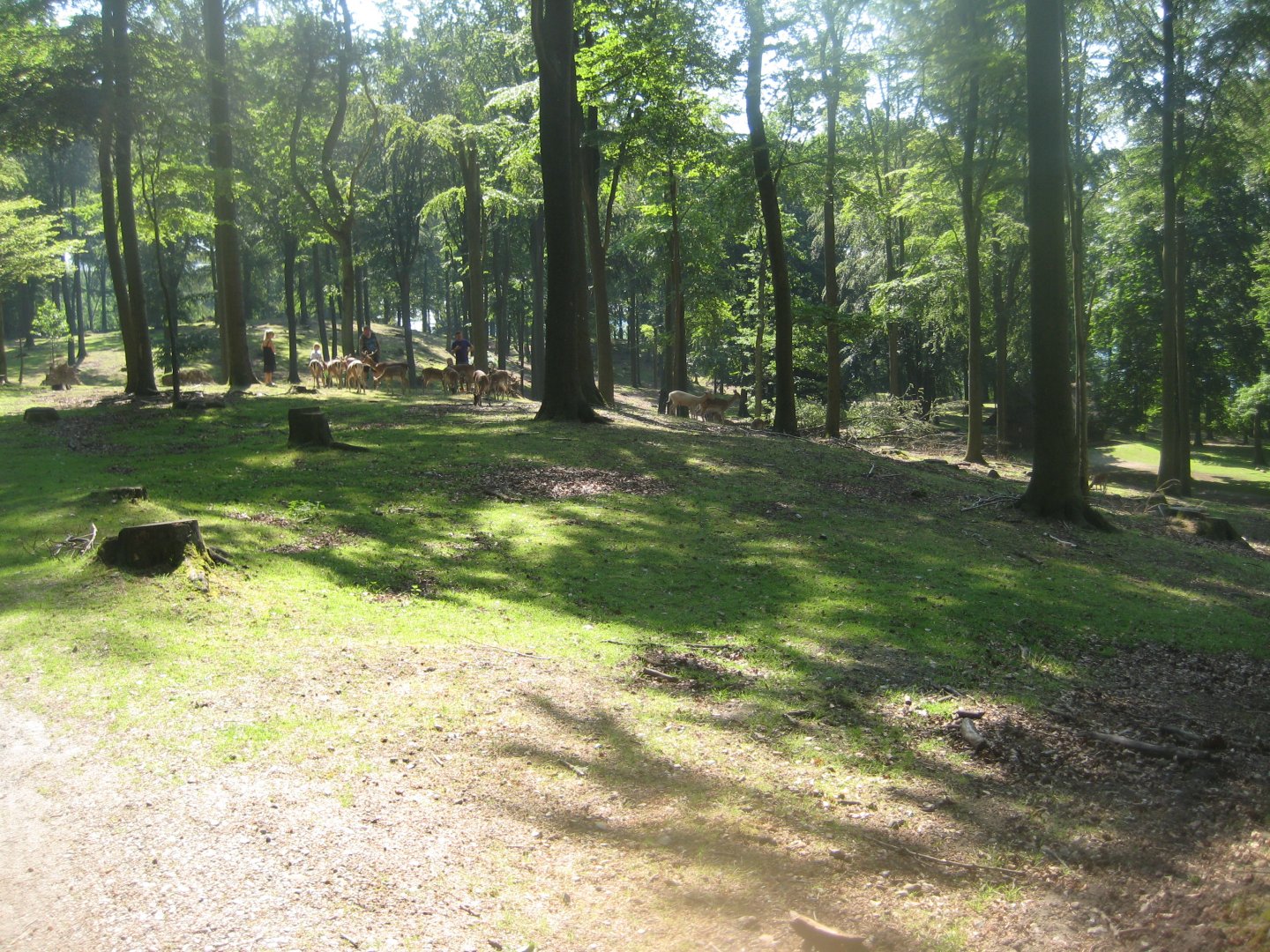 Vejle Dyrehave - General view