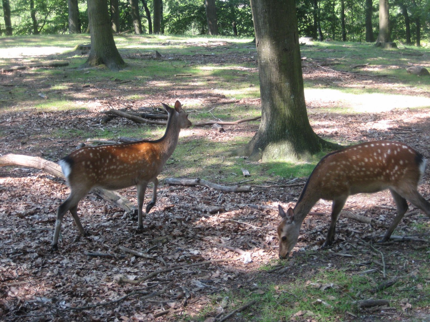 Vejle Dyrehave - Sika deer