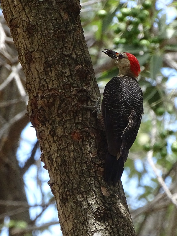 Velasquez' golden-fronted woodpecker