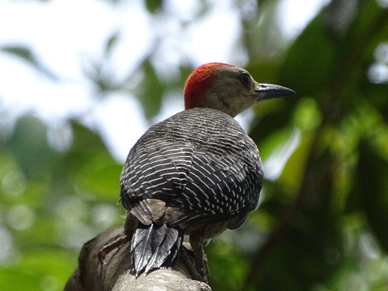 Velasquez' golden-fronted woodpecker