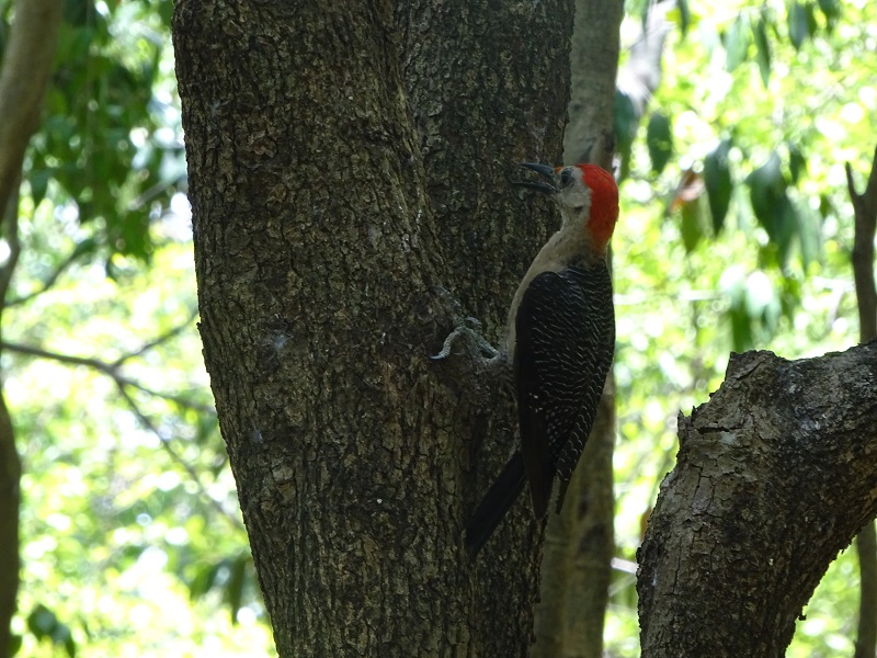 Velasquez's woodpecker (Melanerpes santacruzi)