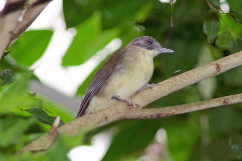 Veldhoven mystery bird no. 1