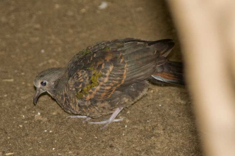 Veldhoven mystery bird no. 2