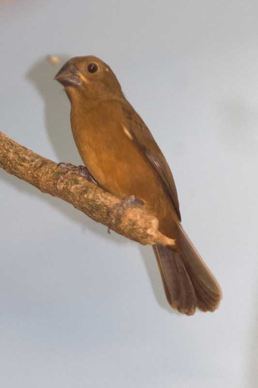 Veldhoven mystery bird no. 3