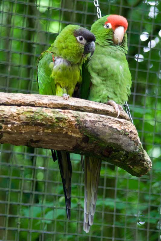 Veldhoven mystery bird(s) no. 4