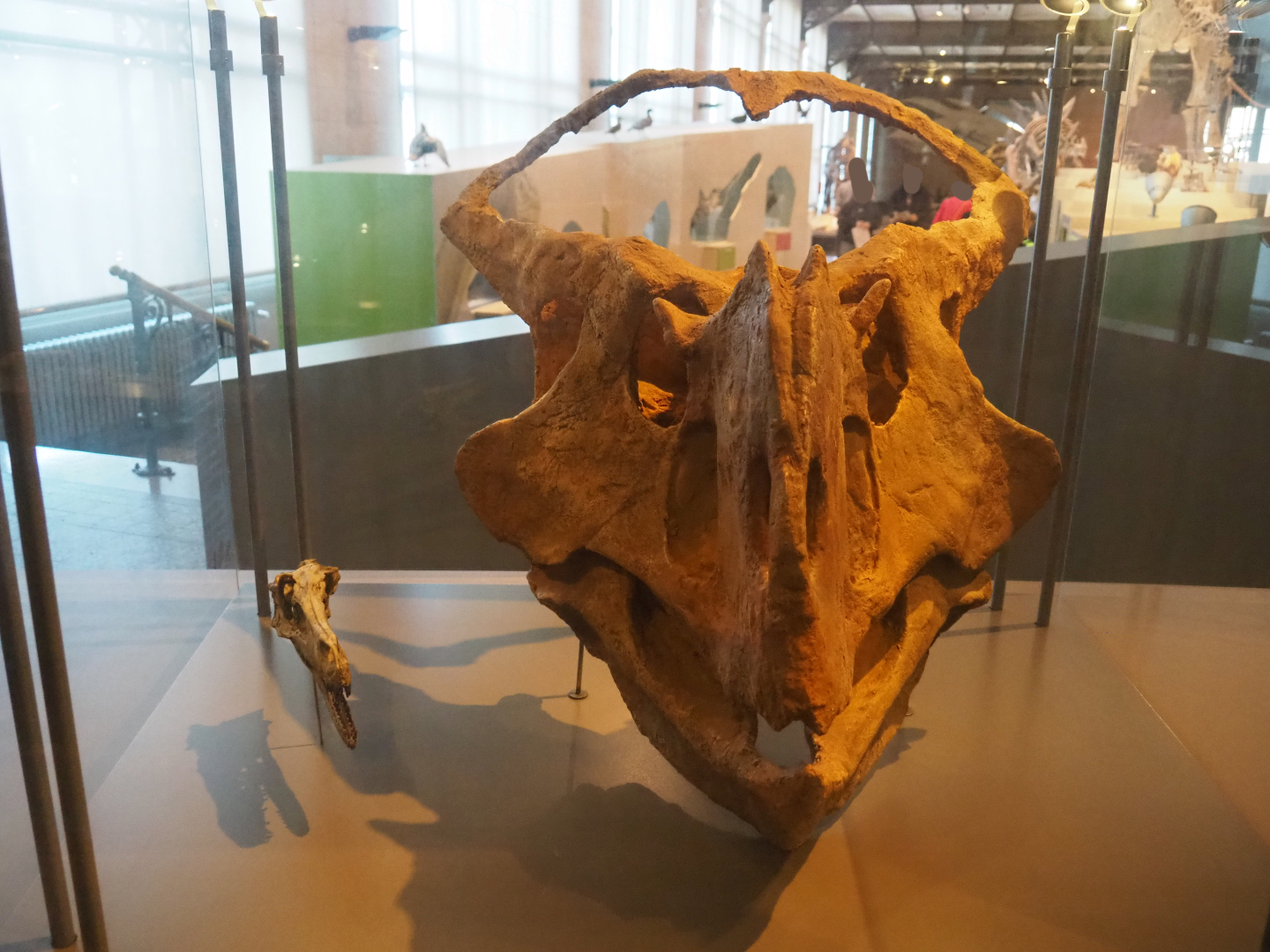 Velicoraptor mongoliensis and Protoceratops hellenikorhinus skulls, 2019-12-03