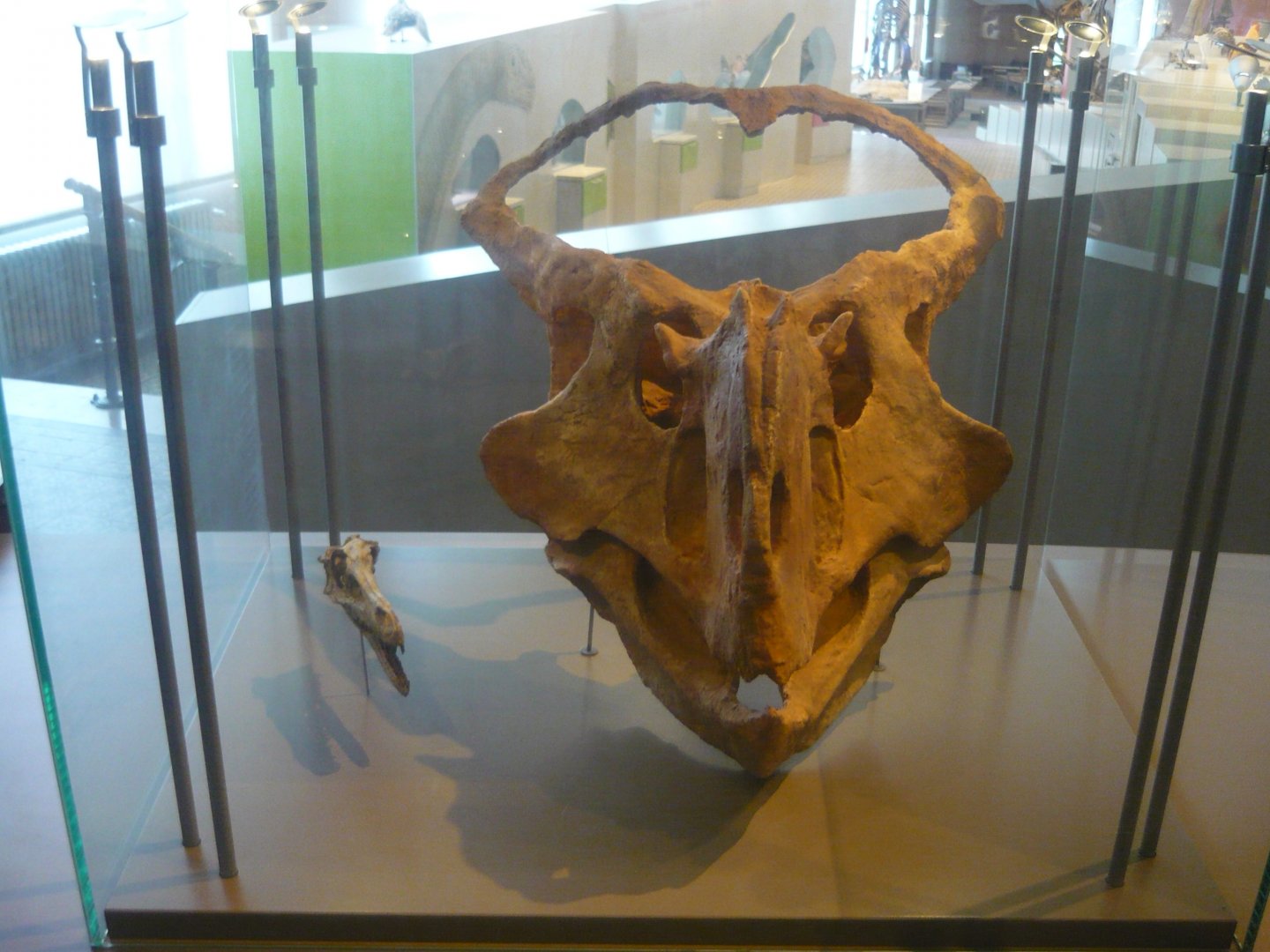 Velociraptor and Protoceratops skulls