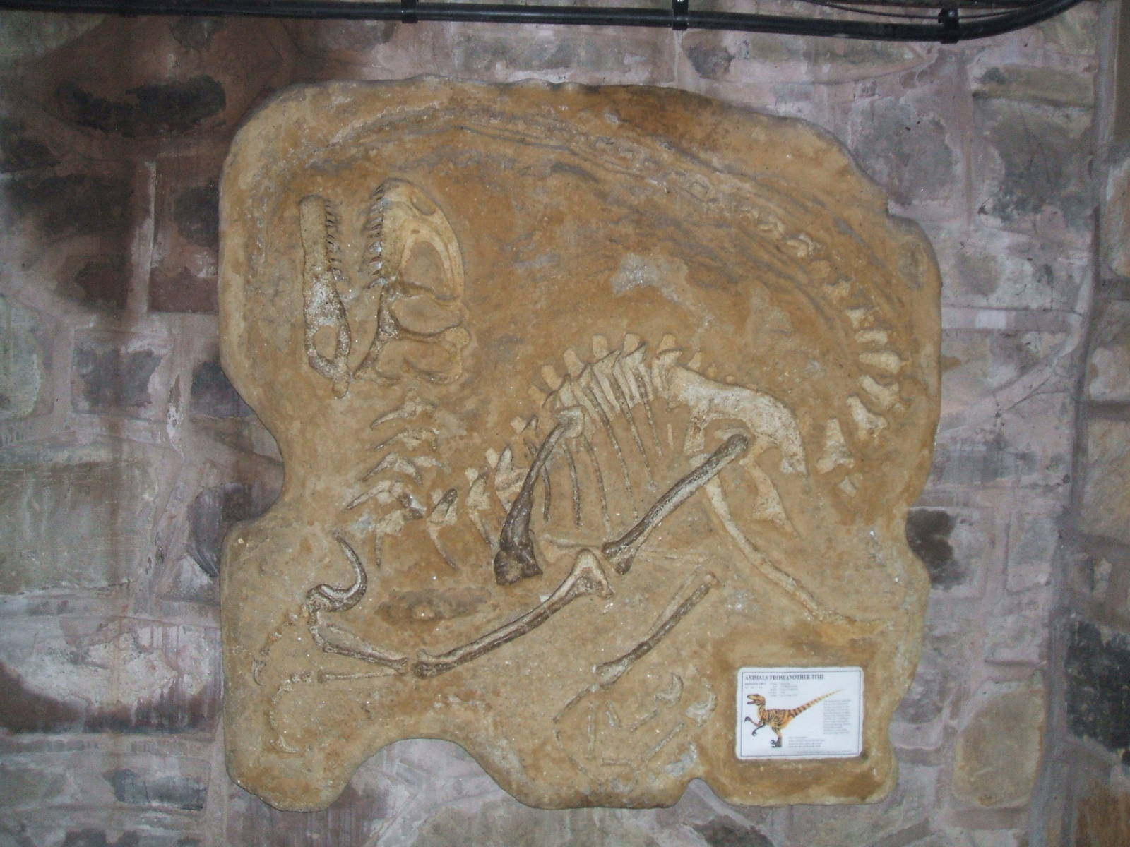 Velociraptor faux fossil in the Tropical Realm