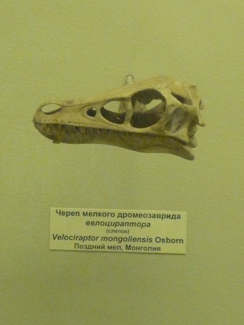 Velociraptor mongoliensis skull (cast)