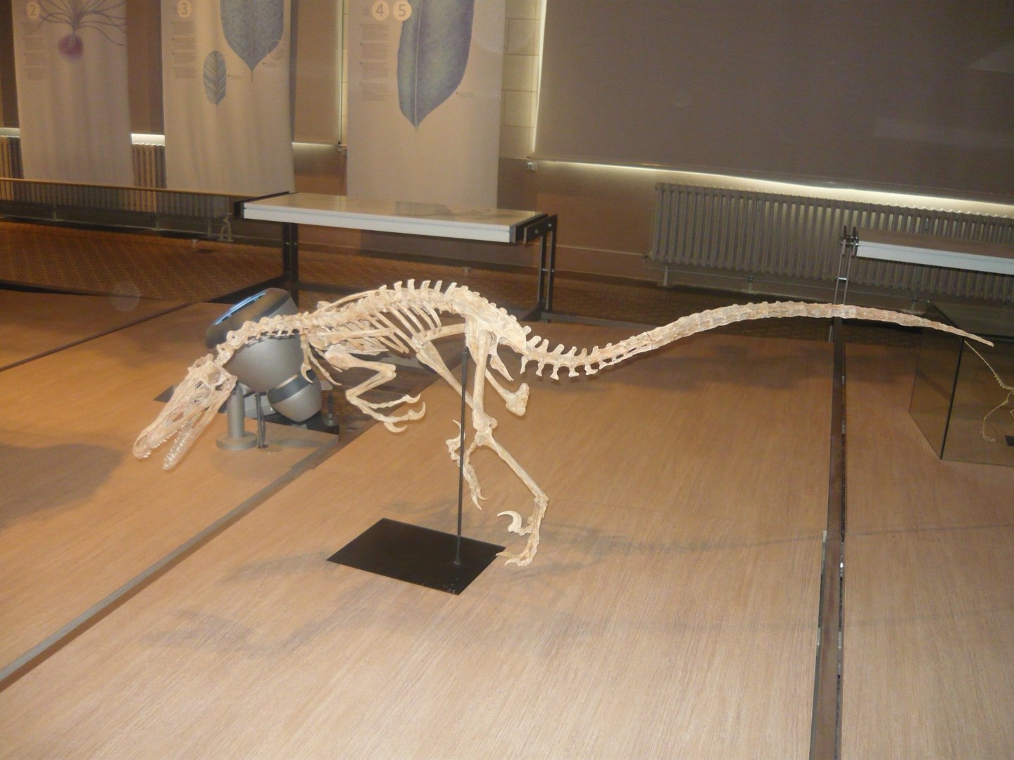 Velociraptor skeleton (model)