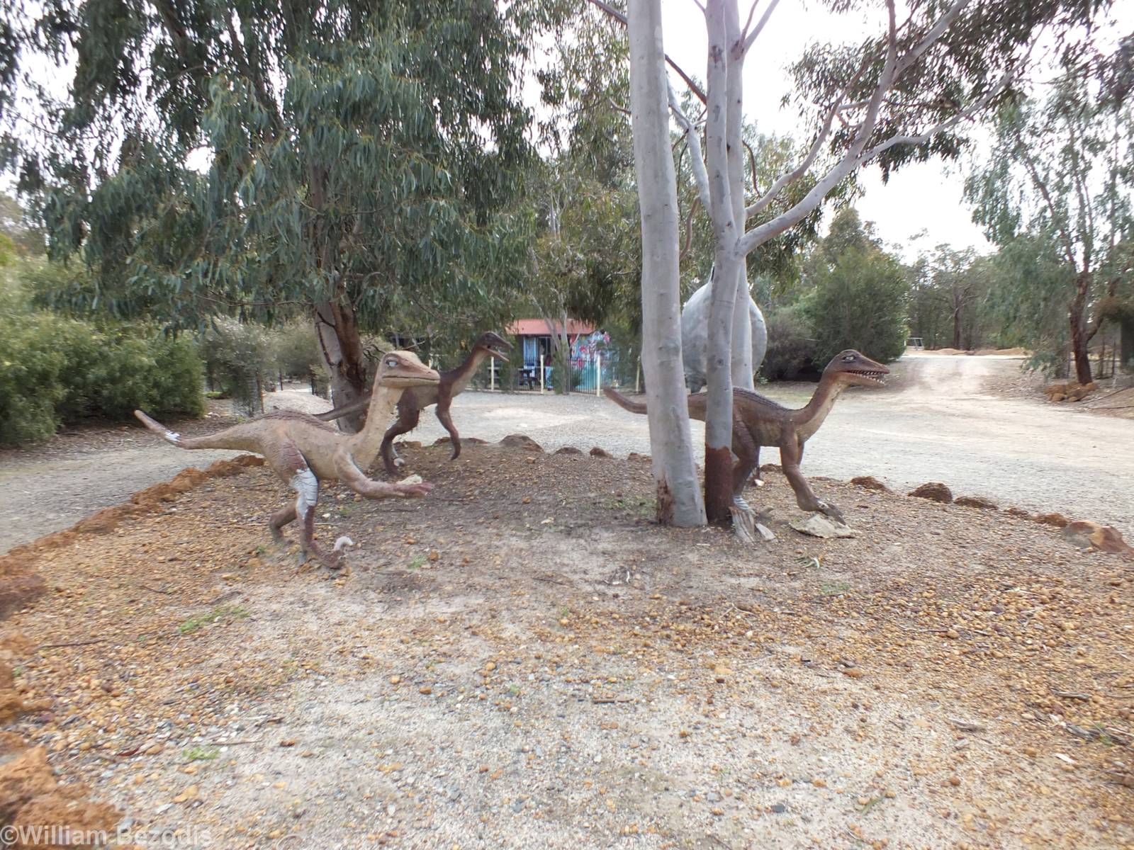 Velociraptors - Cohunu Koala Park