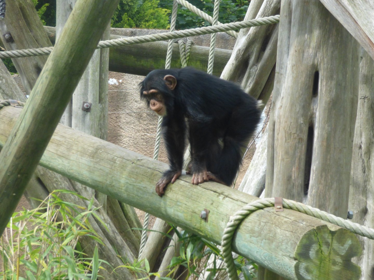 Velu the Western Chimpanzee