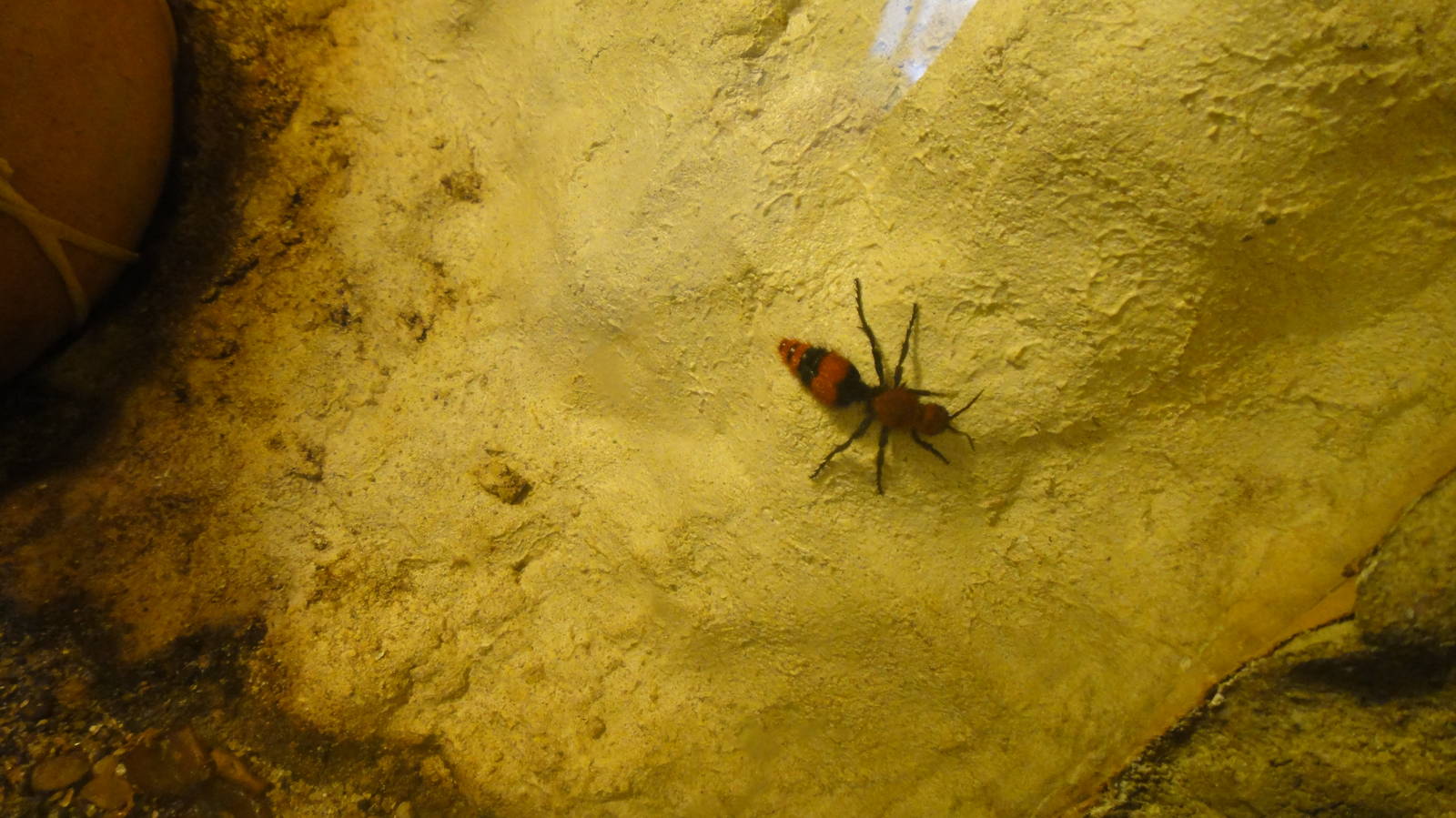 Velvet Ant at Dallas zoo 2015-03-12