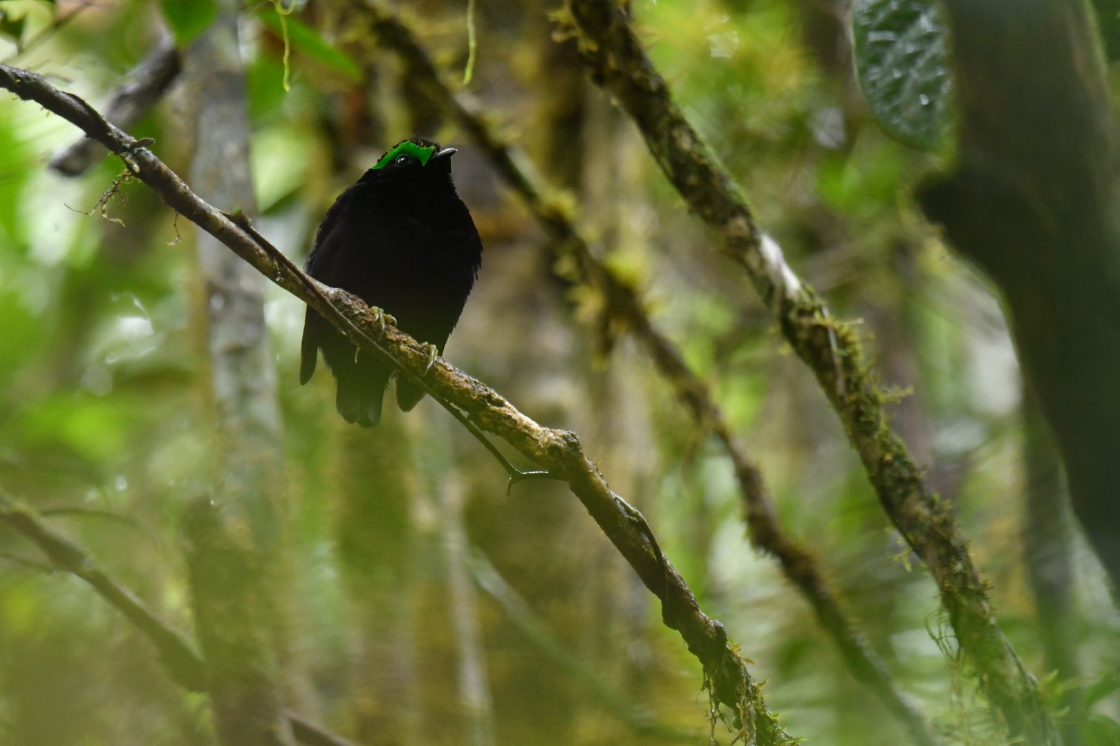 Velvet Asity Philepitta castanea