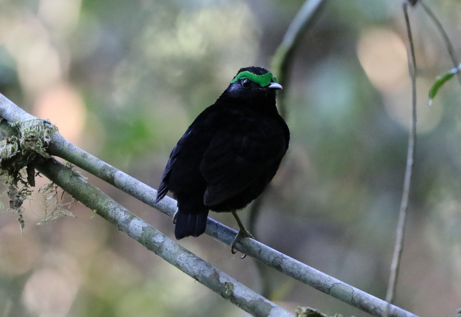 velvet asity (Philepitta castanea)