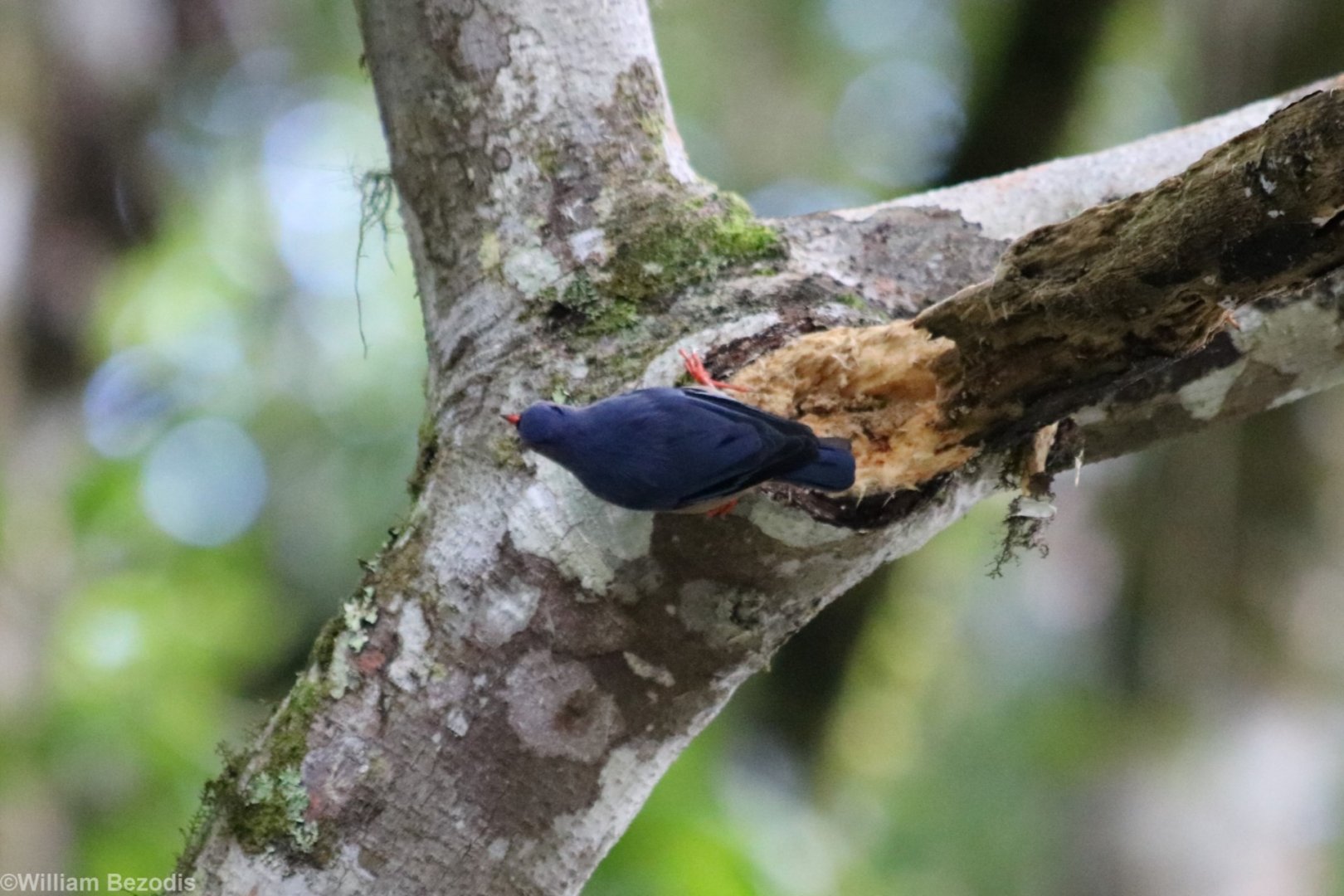 Velvet-fronted Nuthatch - Mount Kinabalu