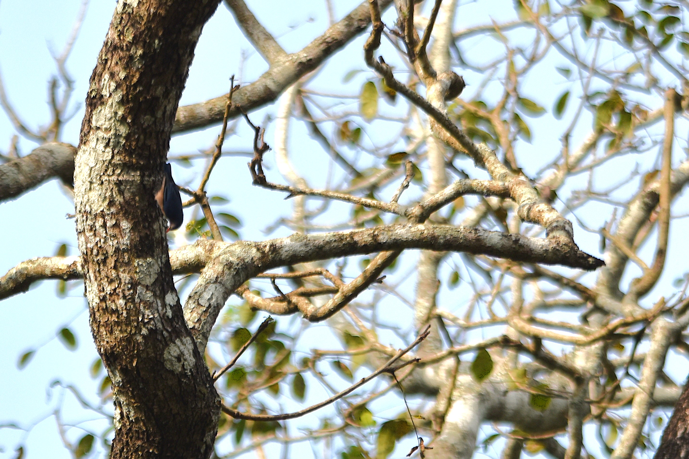 Velvet-fronted Nuthatch, Nagarahole Tiger Reserve, 19th November 2024