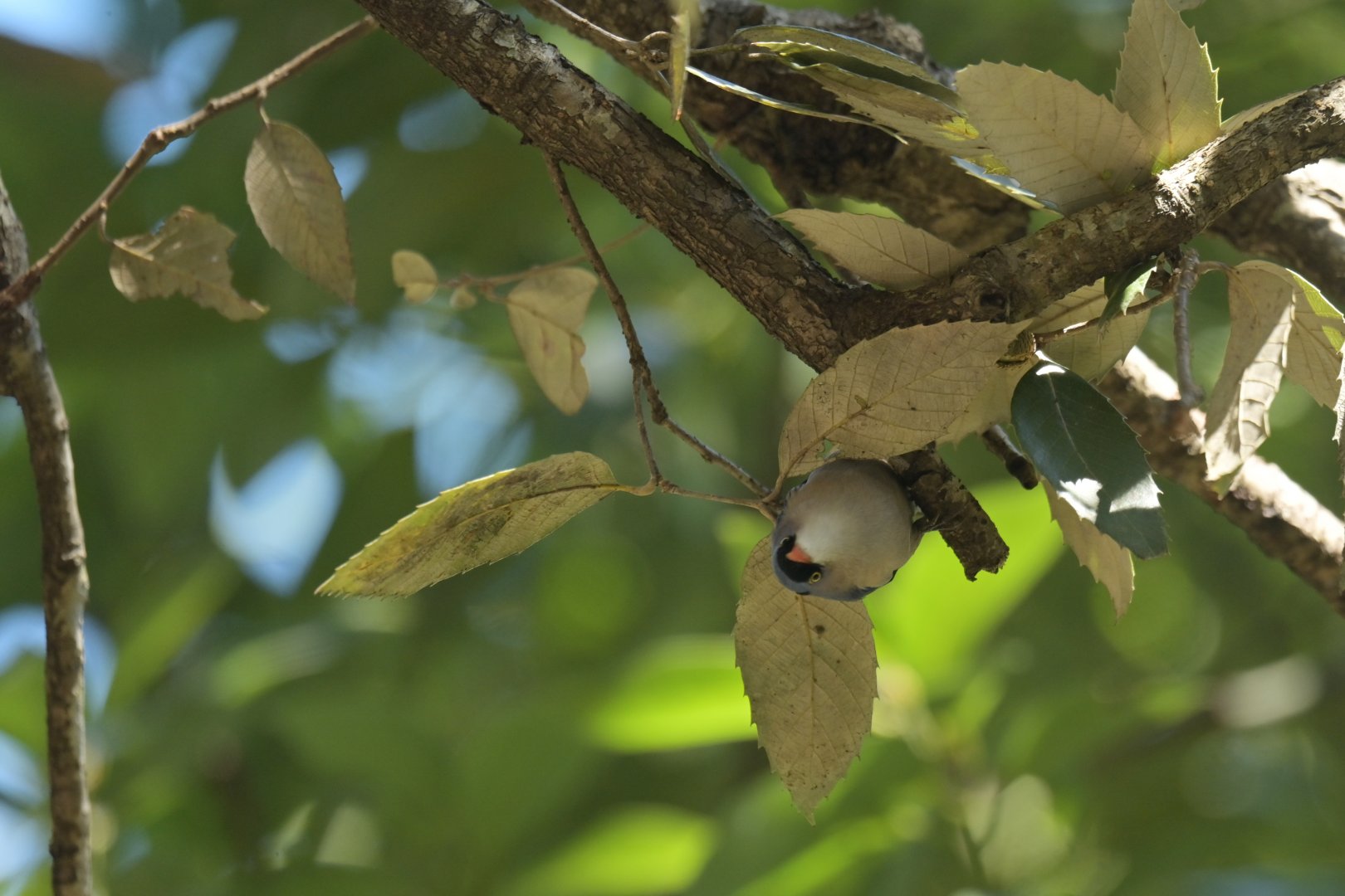 Velvet-fronted nuthatch Sitta frontalis