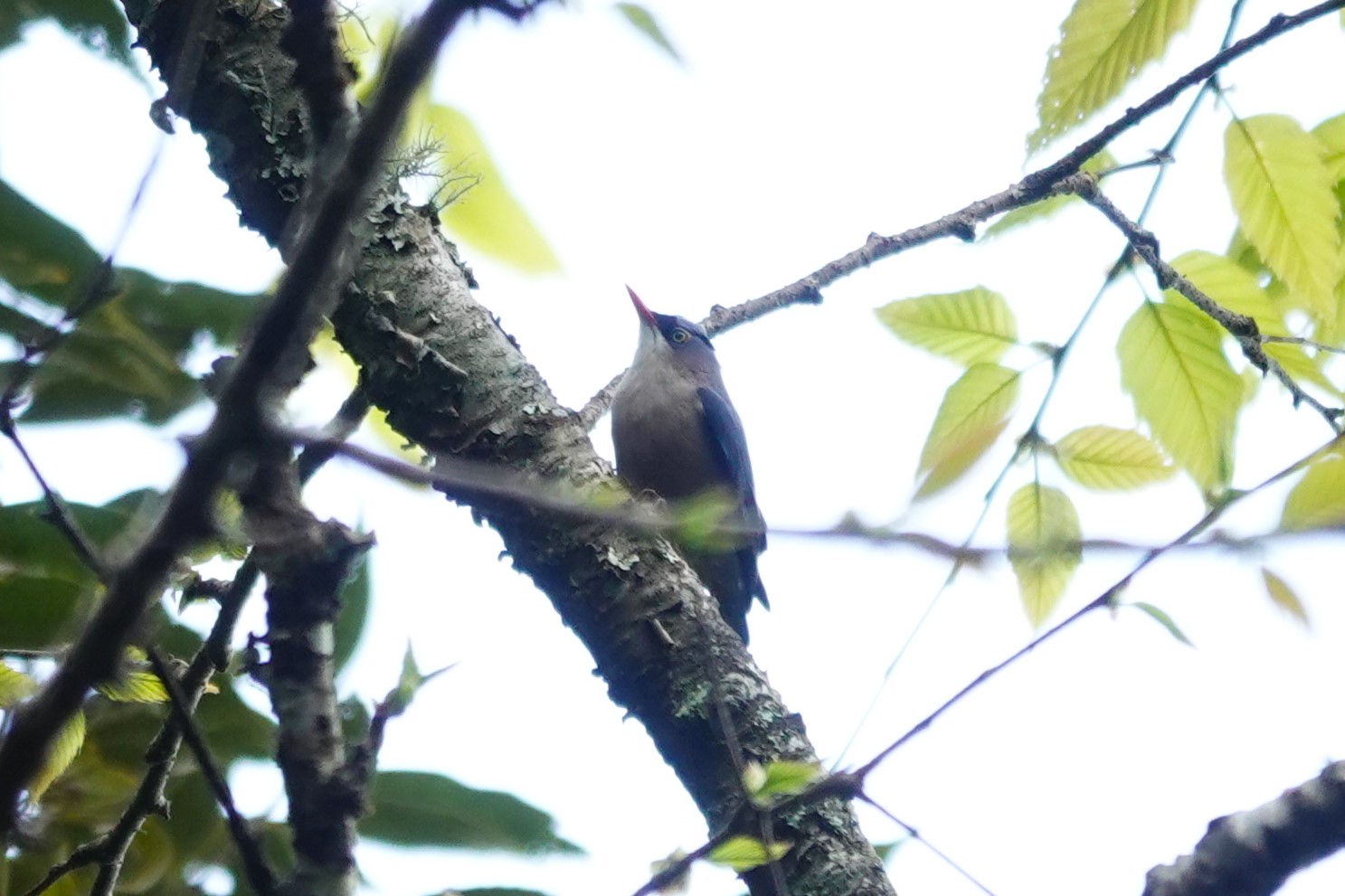 Velvet-fronted Nuthatch