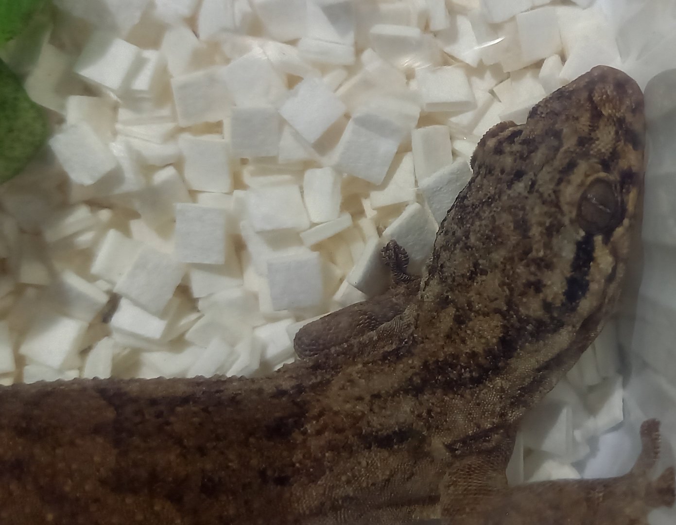 Velvet gecko - Blaesodactylus sakalava