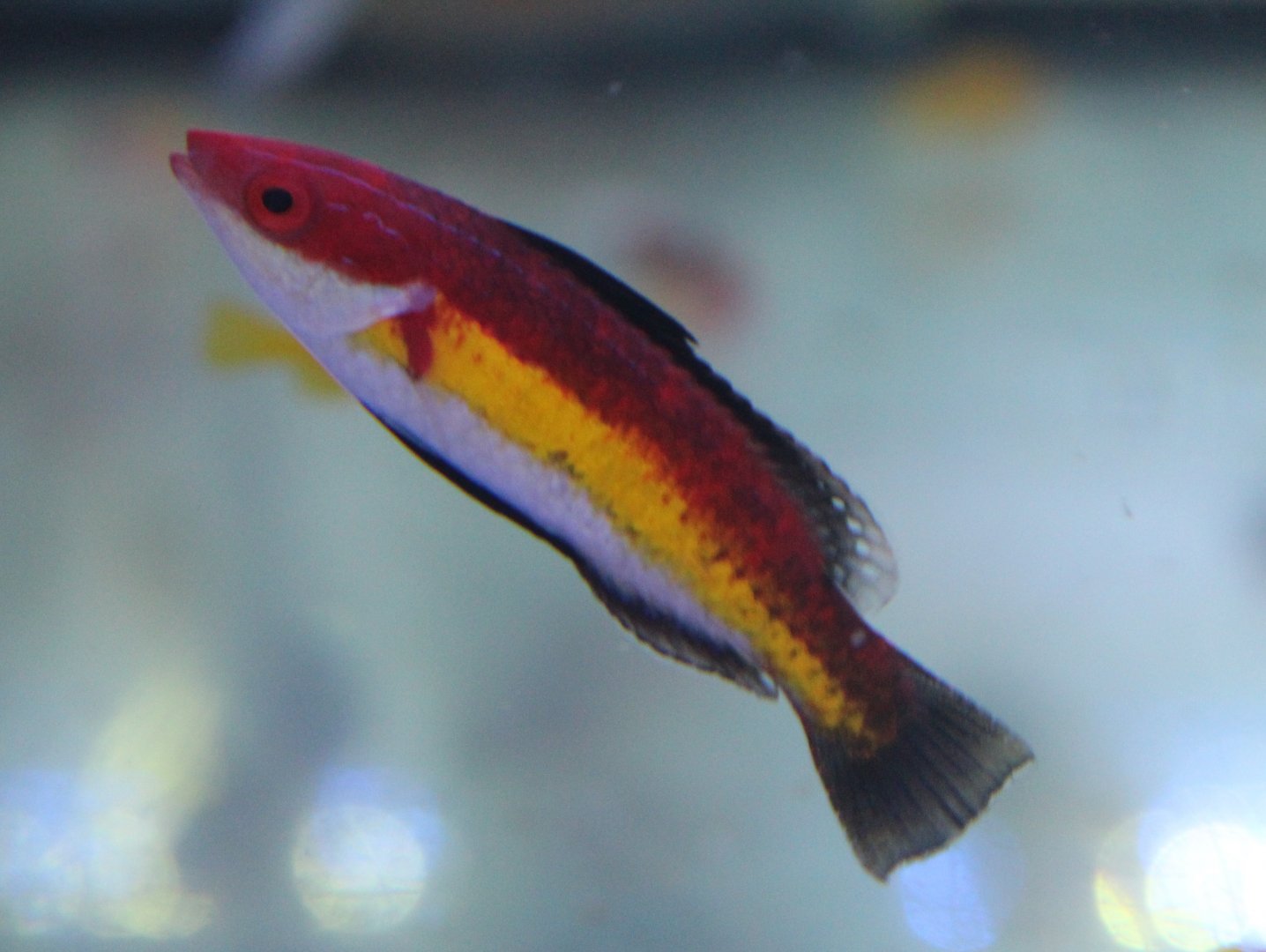 Velvet Naoko's fairy wrasse - Cirrhilabrus naokoae