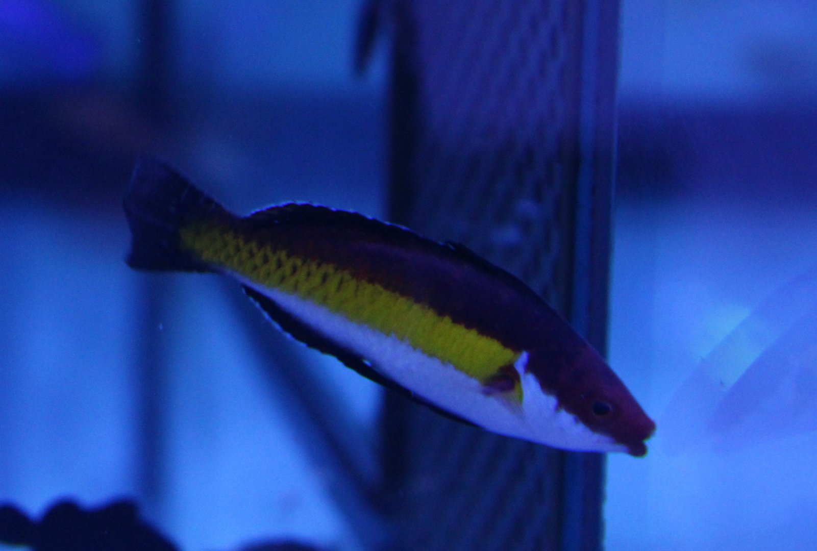 Velvet naoko's  fairy wrasse - Cirrhilabrus naokoae