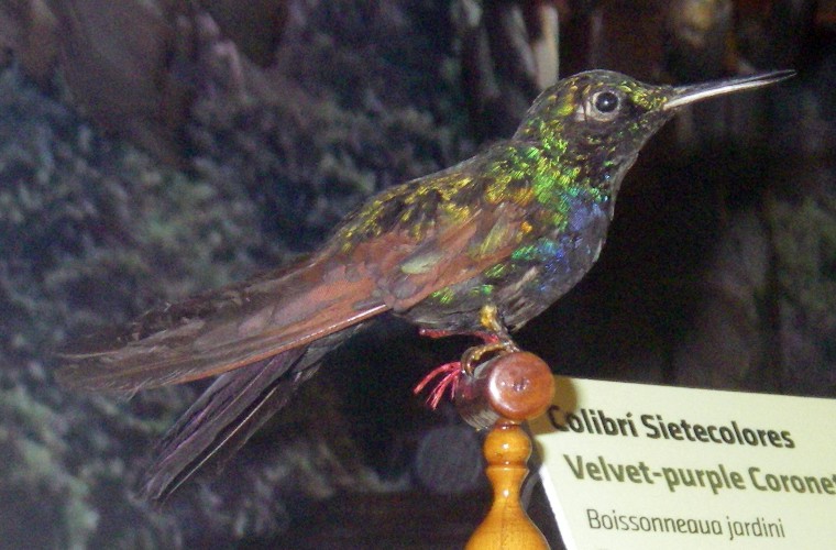 Velvet-purple Coronet (Boissoneaua jardini) (taxidermy)