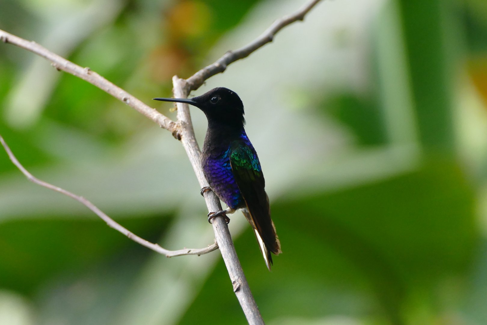 Velvet-purple Coronet