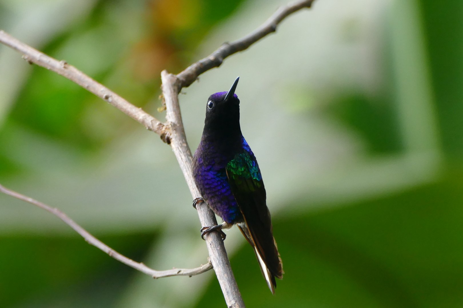 Velvet-purple Coronet
