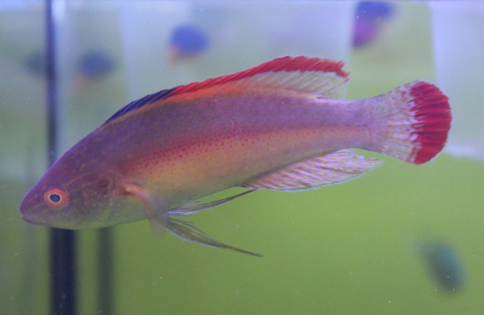 Velvet red-margined fairy wrasse - Cirrhilabrus rubrimarginatus