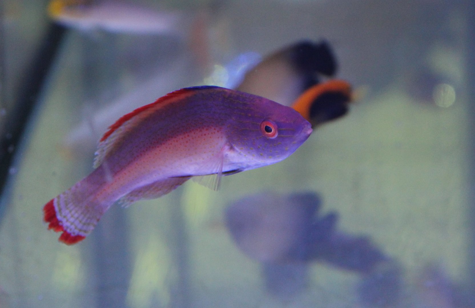 Velvet red-margined fairy wrasse - Cirrhilabrus rubrimarginatus
