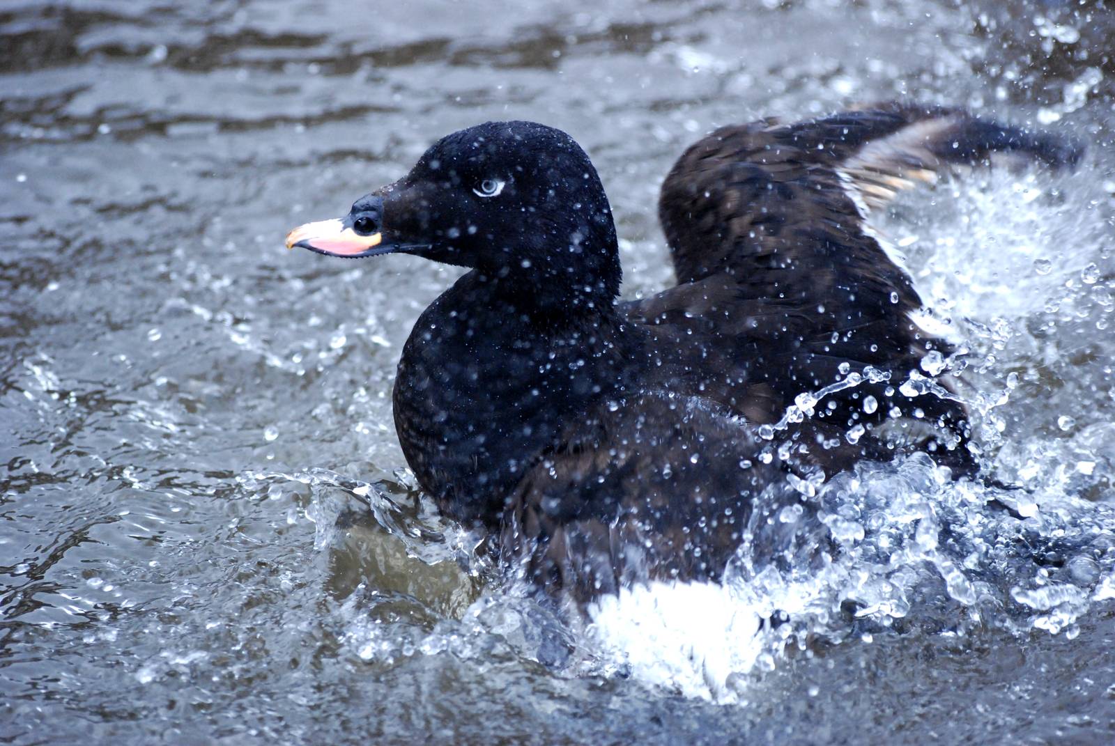 Velvet Scoter at Walsrode, 22/03/13