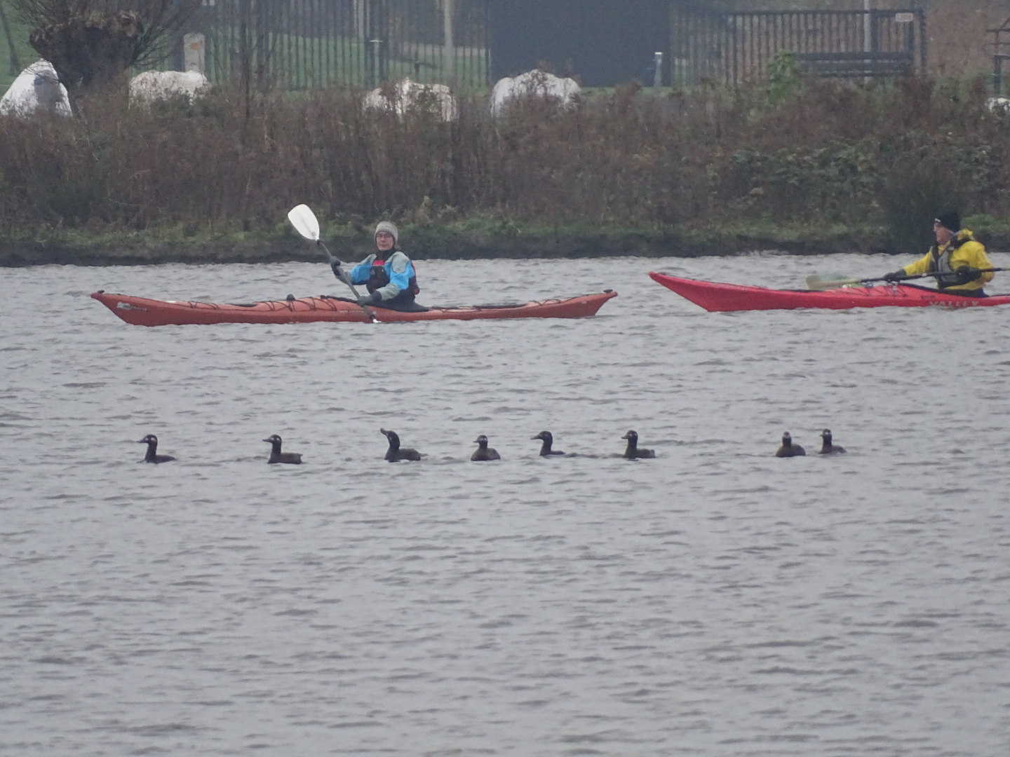 Velvet scoter, Melanitta fusca