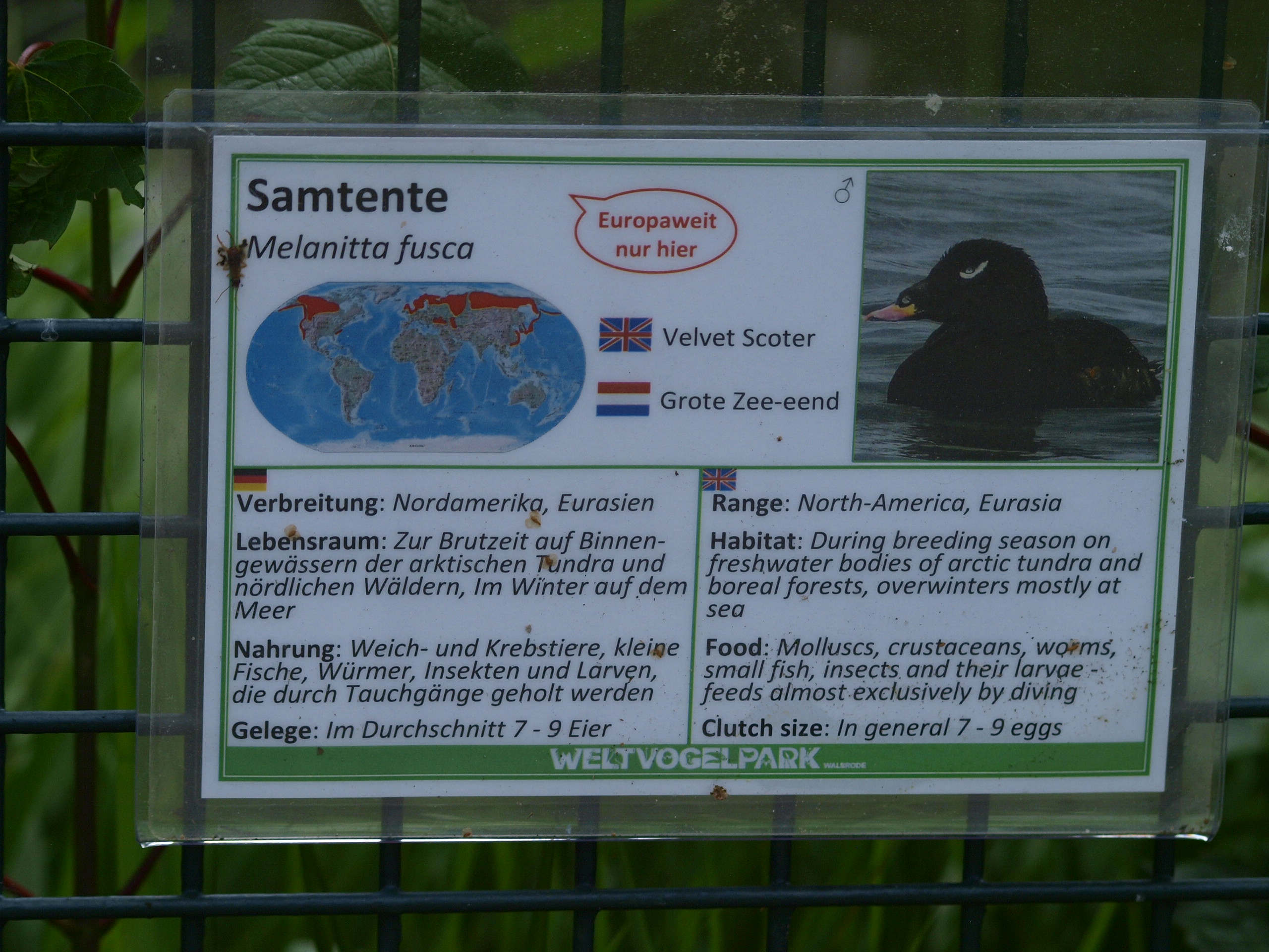 Velvet scoter signage