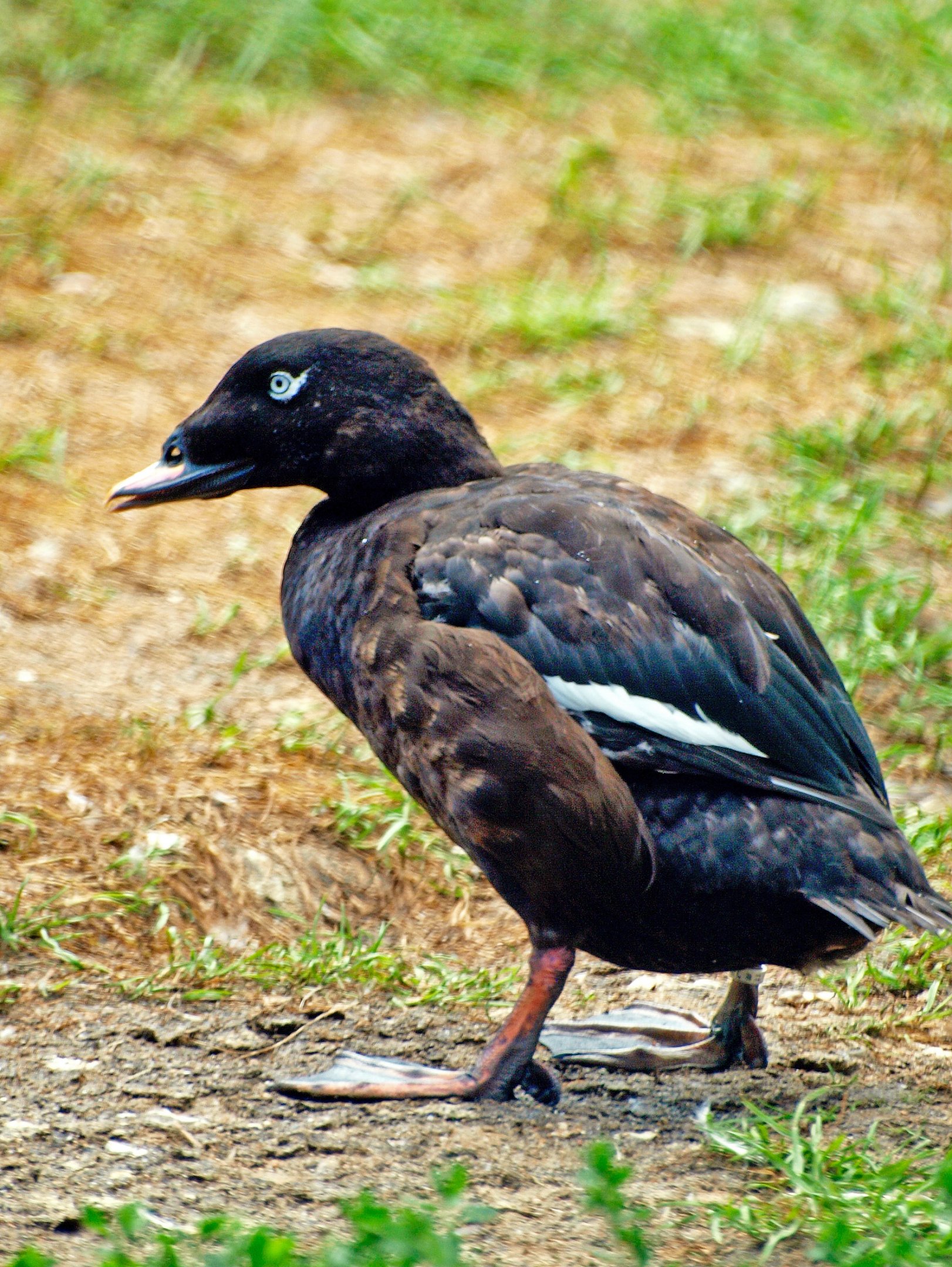 Velvet scoter