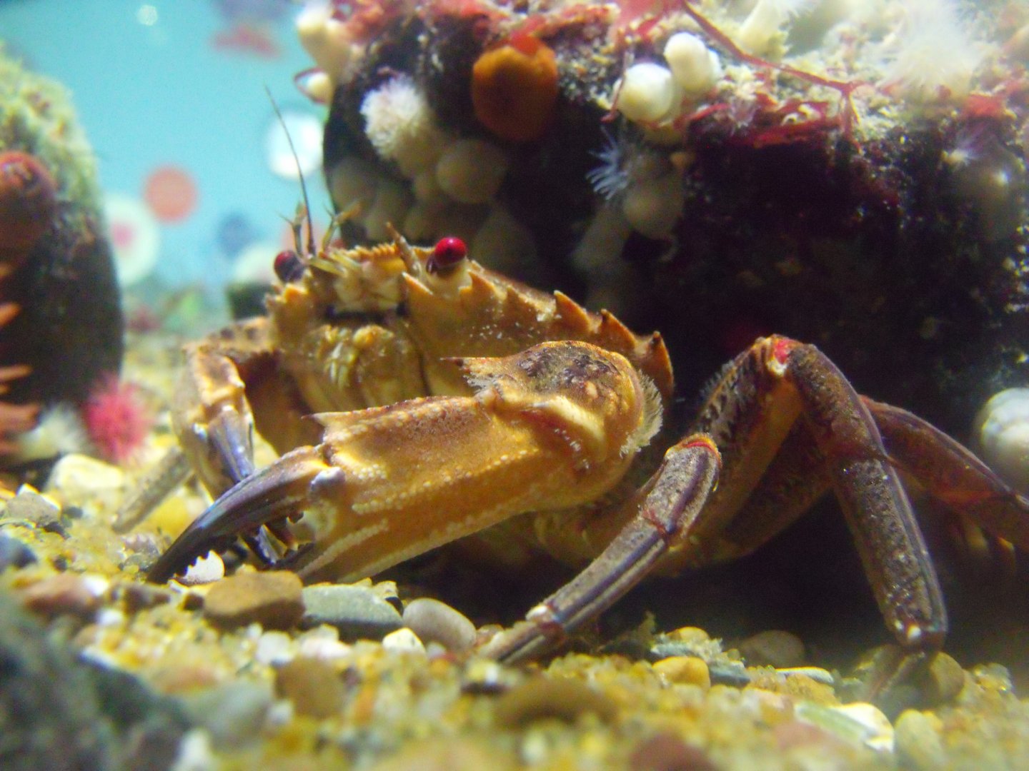 Velvet Swimmer Crab