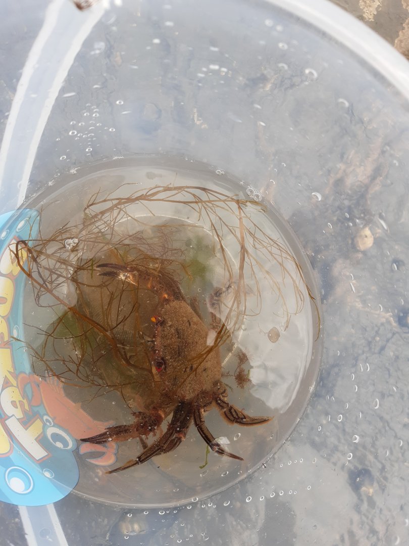 Velvet Swimming Crab (Necora puber)