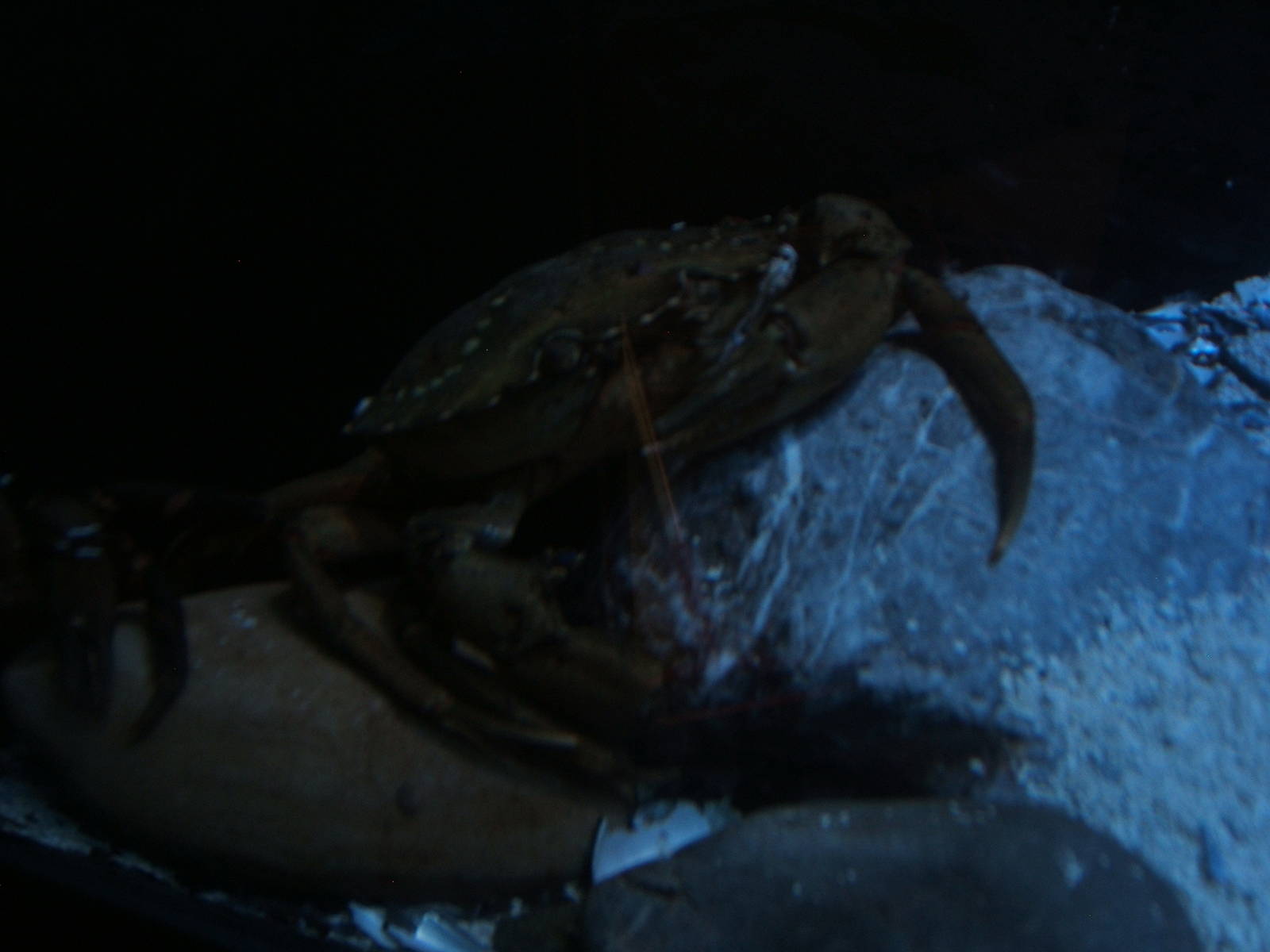Velvet Swimming Crab