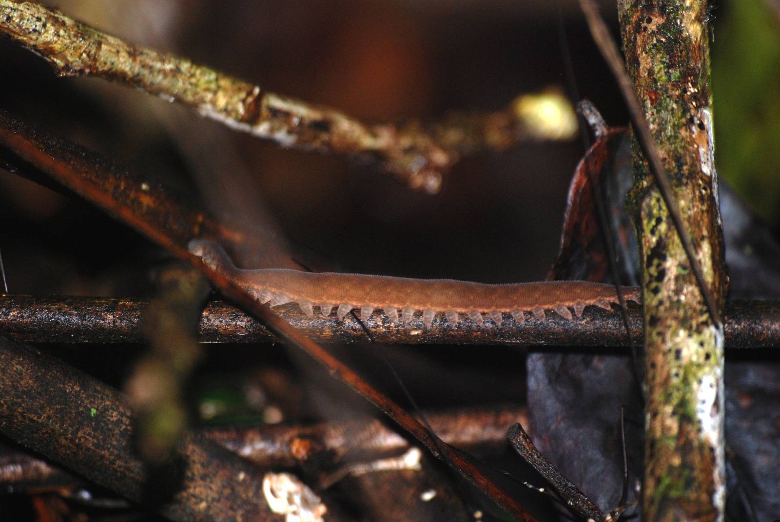 Velvet Worm in Tortuguero, 15/04/14