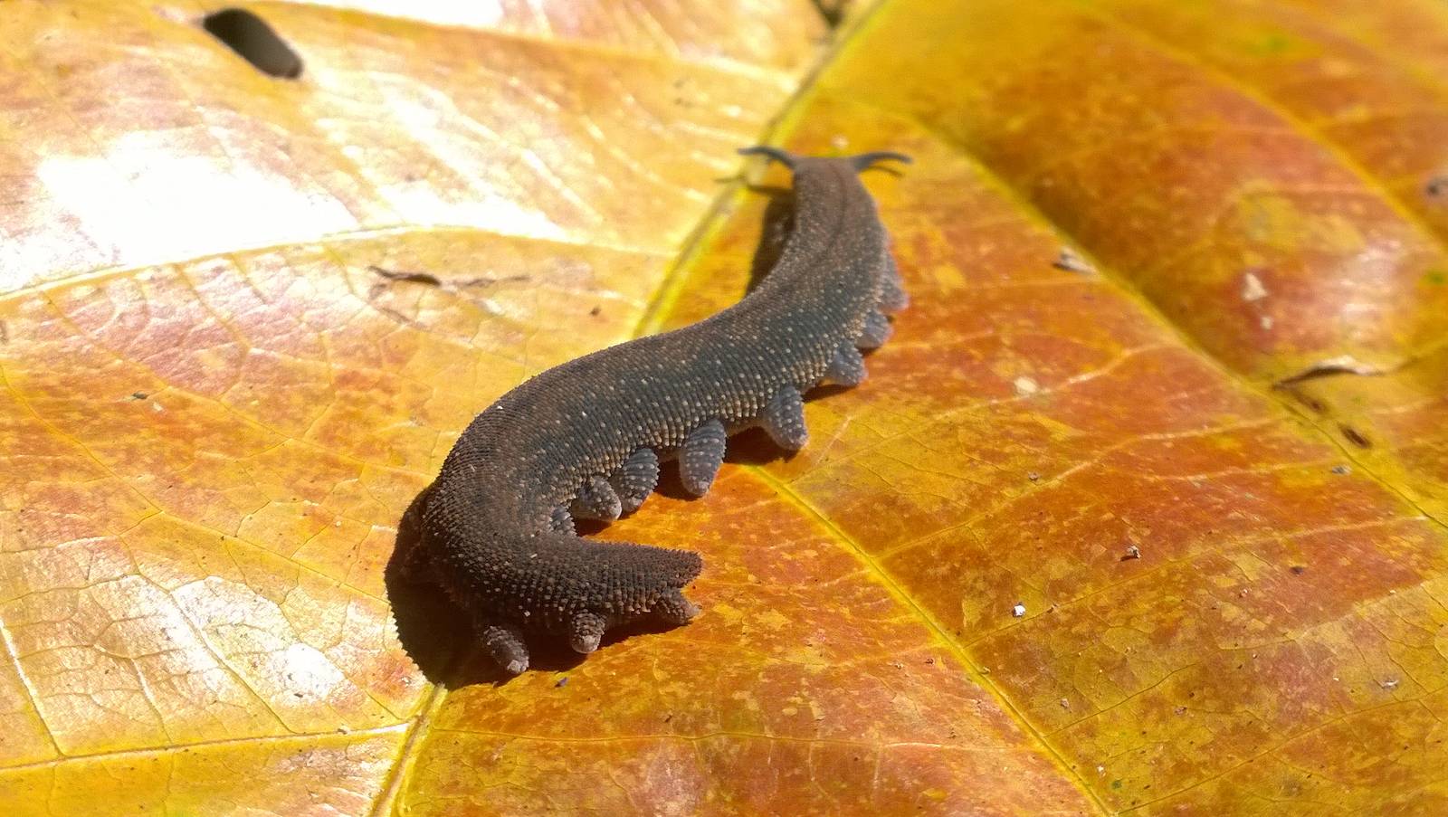 Velvet Worm