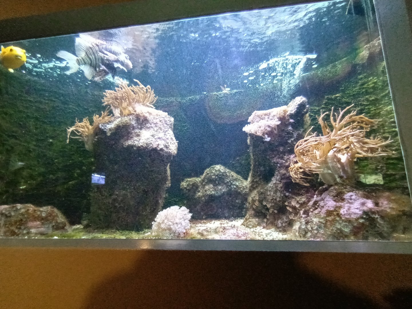 Venemous Reef Fish Tank