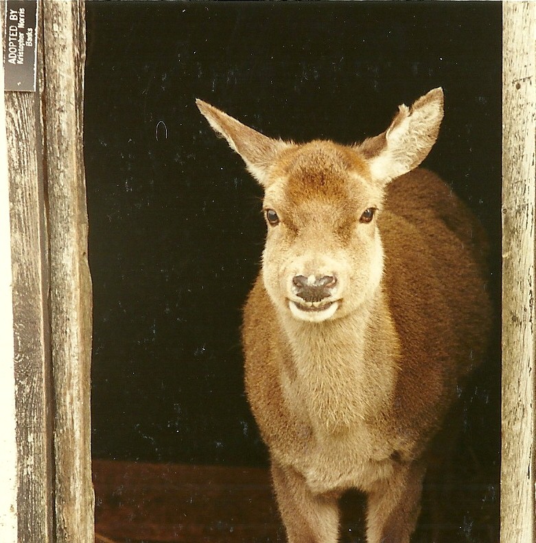 Venerable Red Deer hind 4th March 1995