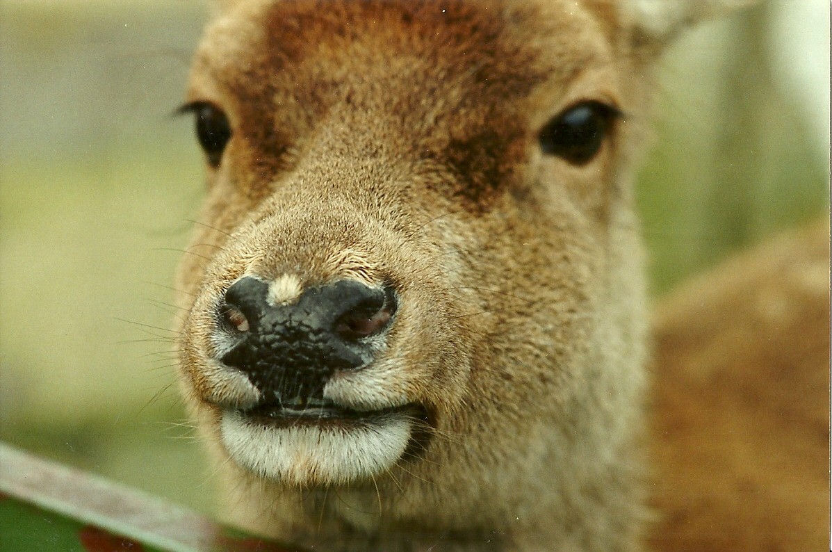 Venerable Red Deer hind 4th March 1995