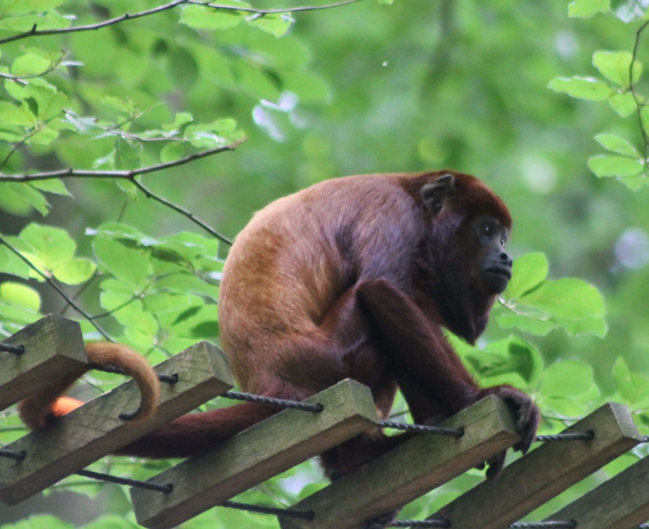 Venezuela red howler