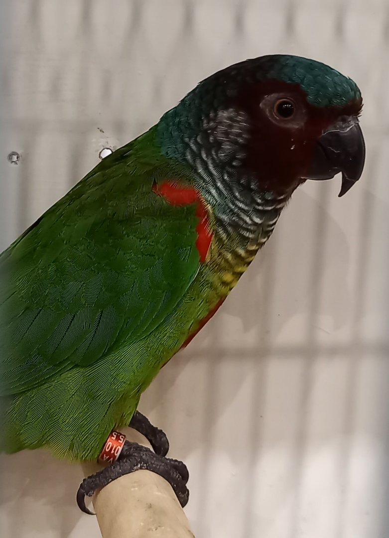 Venezuelan conure - Pyrrhura emma