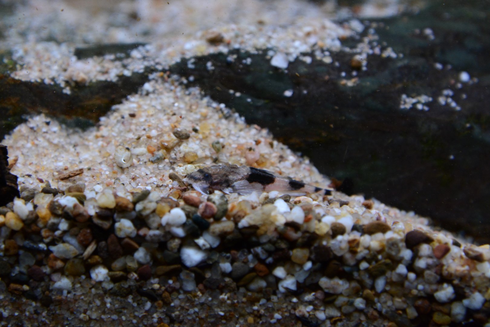 Venezuelan dwarf banjo catfish (Hoplomyzon sexpapilostoma)