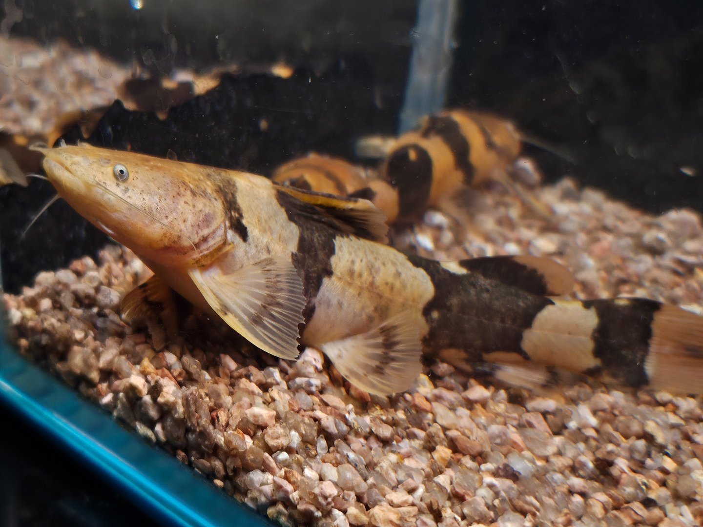 Venezuelan Giant Bumblebee Catfish (Pseudopimelodus bufonius)