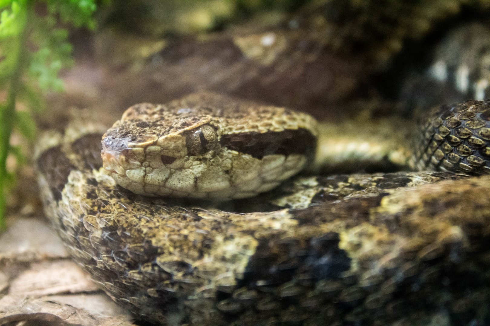 Venezuelan lancehead