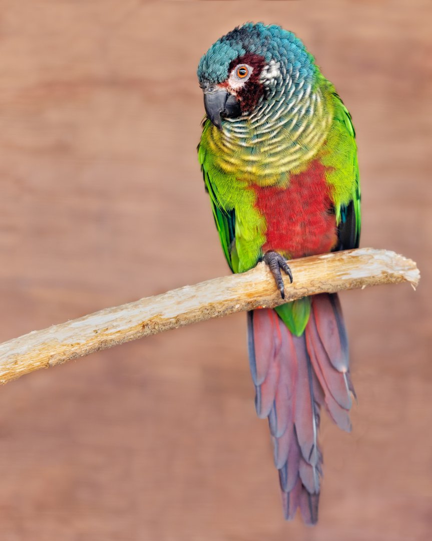 Venezuelan parakeet (Emma's Conure) / 18-3-22 / Noah's Ark Zoo Bristol