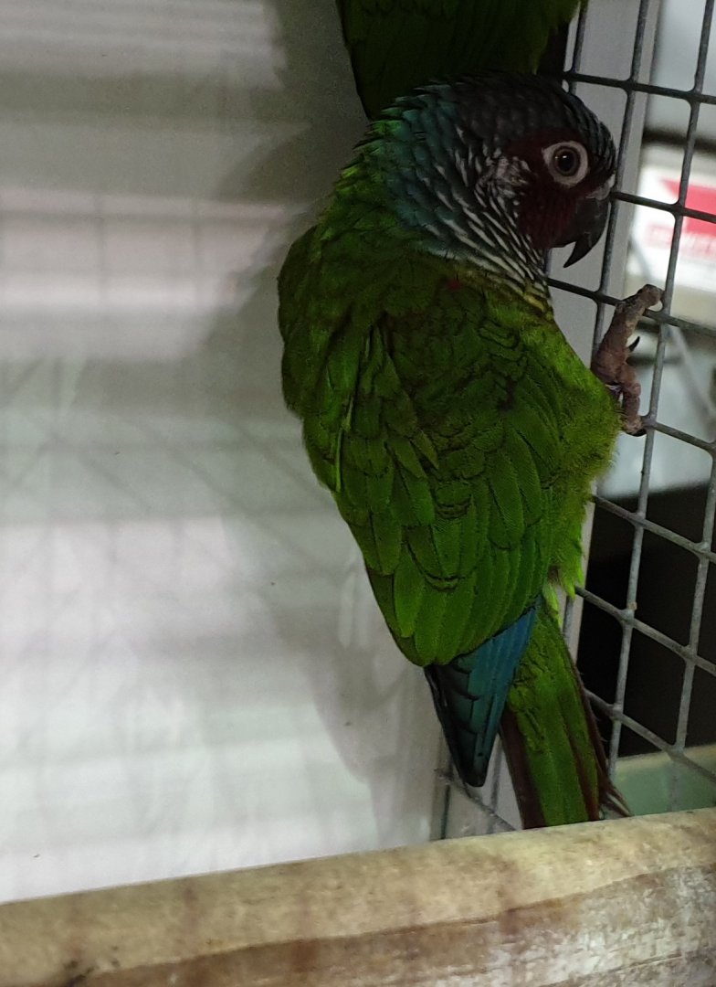 Venezuelan parakeet - Pyrrhura emma